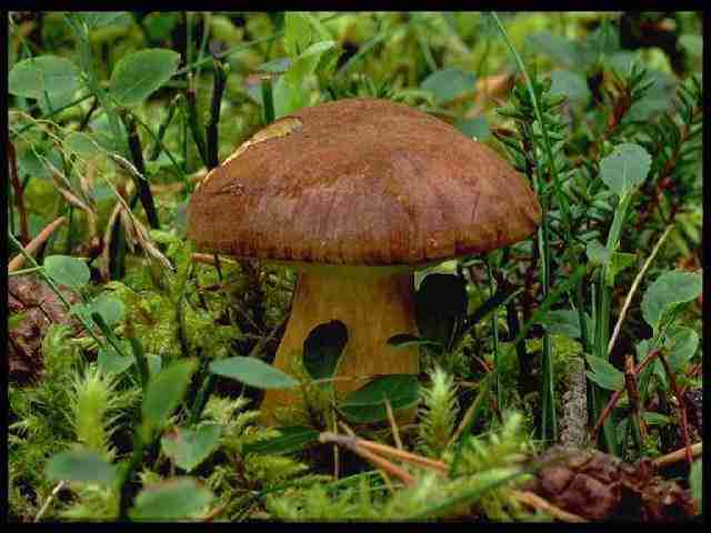  Image name: 63 Porcino.jpg 
 width: 640 pixel 
 height: 480 pixel 
 Size: 26756 bytes 
 Click to enlarge 